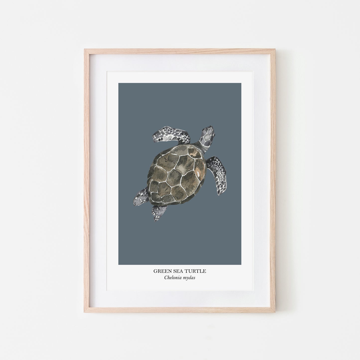 Sea-Turtle-Watercolour-Sea-Creature-Wall-Art-in-Sky-Blue
