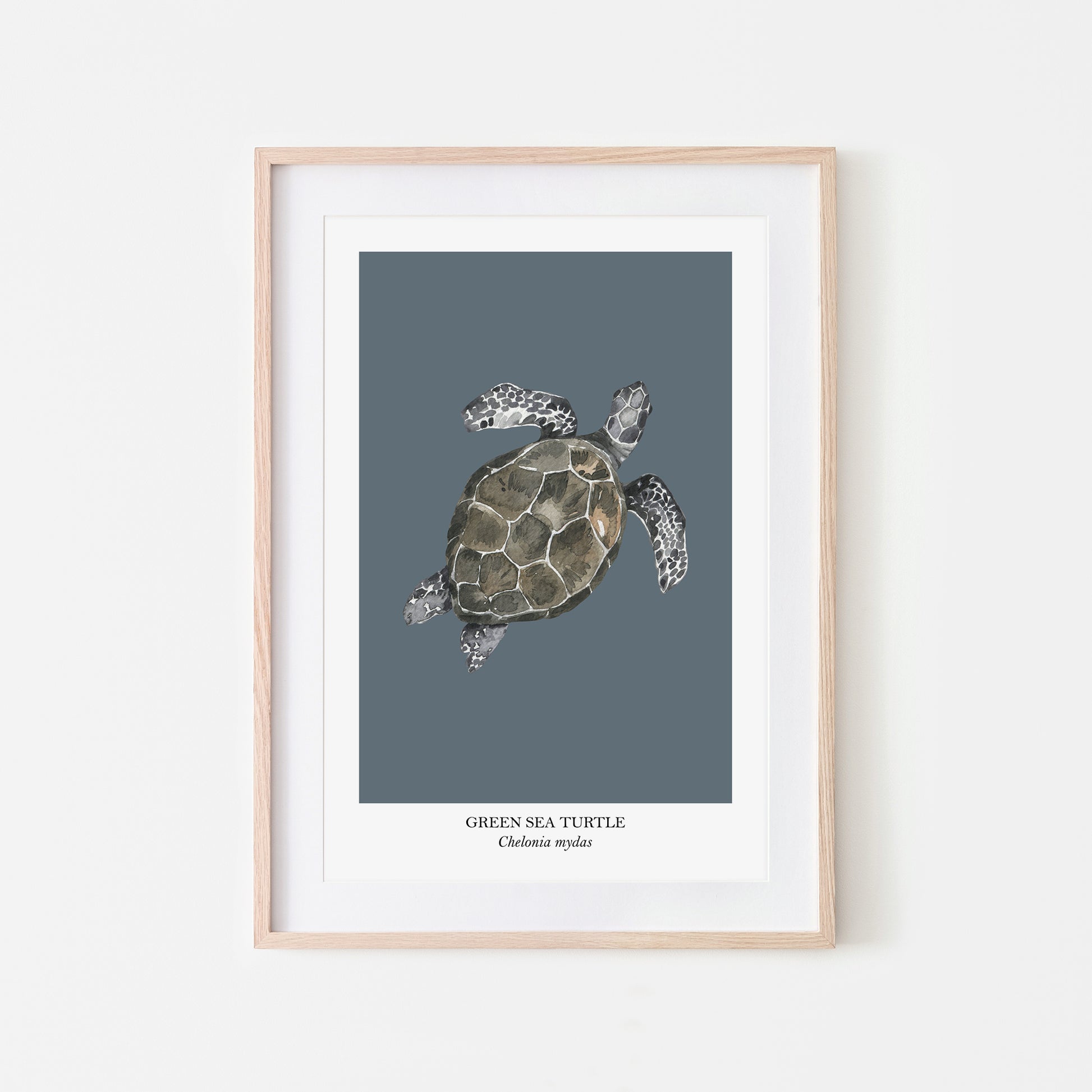 Sea-Turtle-Watercolour-Sea-Creature-Wall-Art-in-Sky-Blue