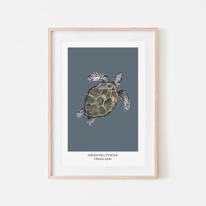 Sea-Turtle-Watercolour-Sea-Creature-Wall-Art-in-Sky-Blue