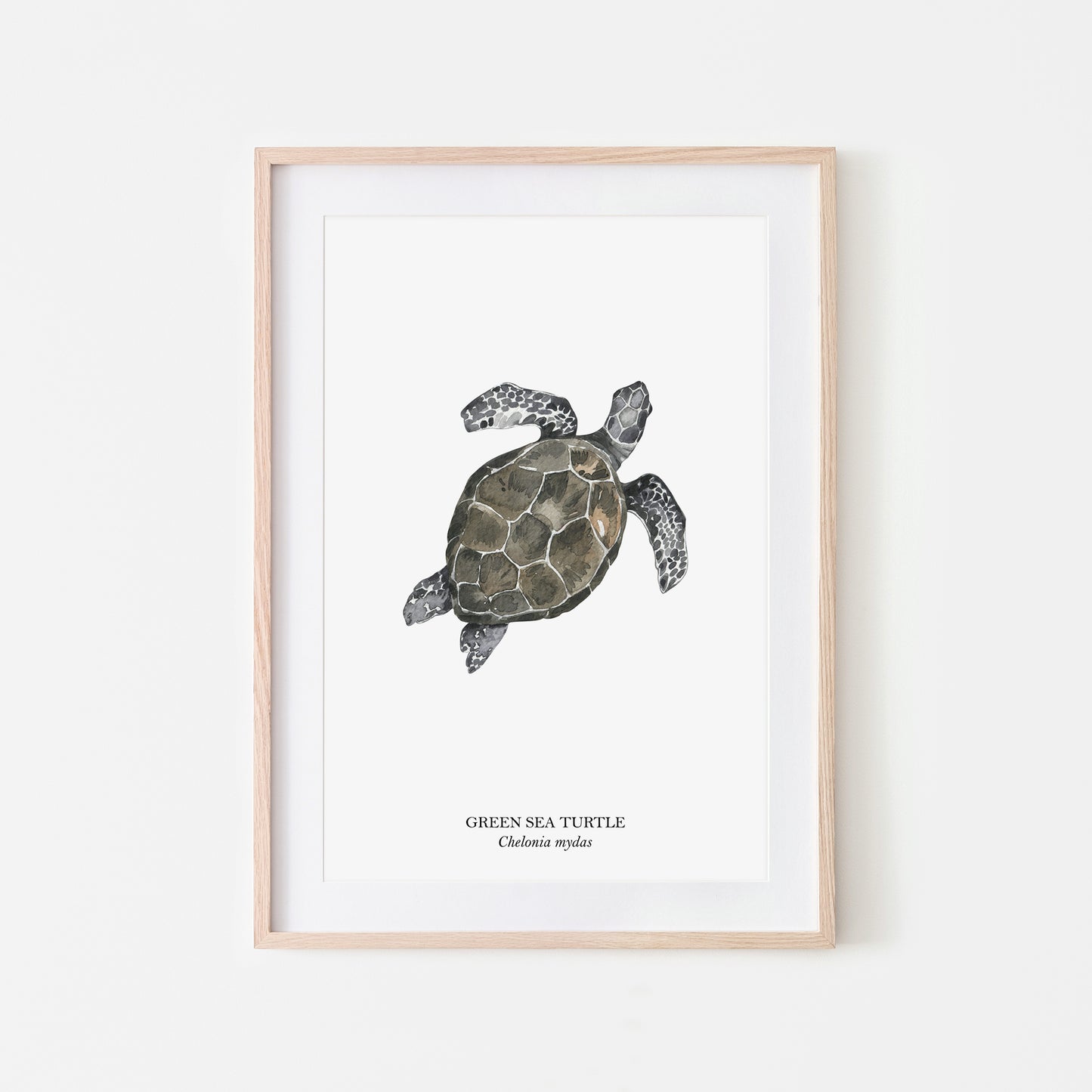 Sea-Turtle-Watercolour-Sea-Creature-Wall-Art-in-White