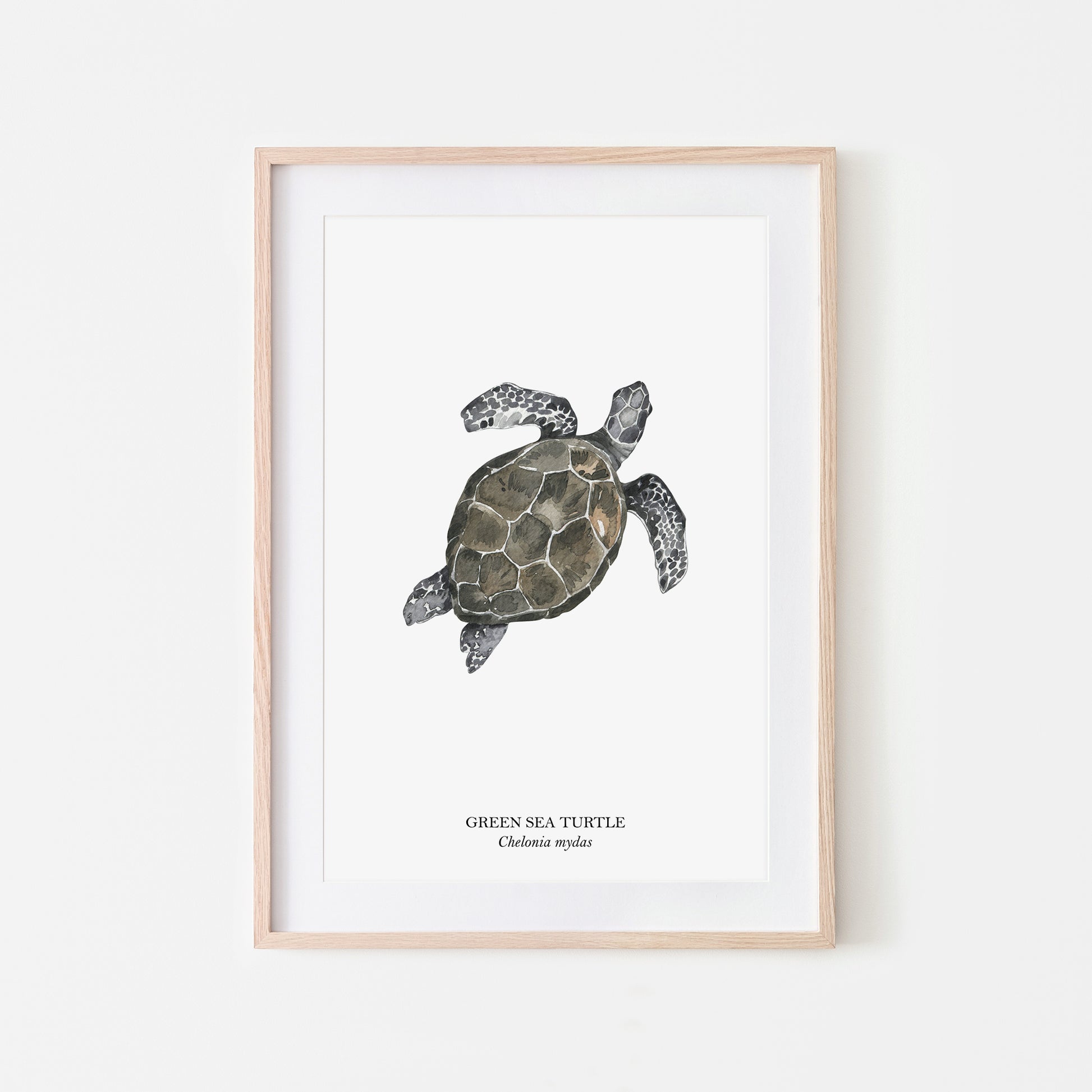 Sea-Turtle-Watercolour-Sea-Creature-Wall-Art-in-White