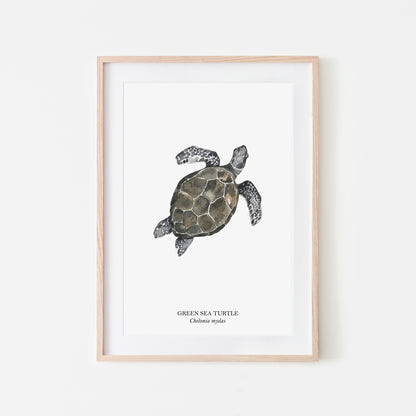 Sea-Turtle-Watercolour-Sea-Creature-Wall-Art-in-White