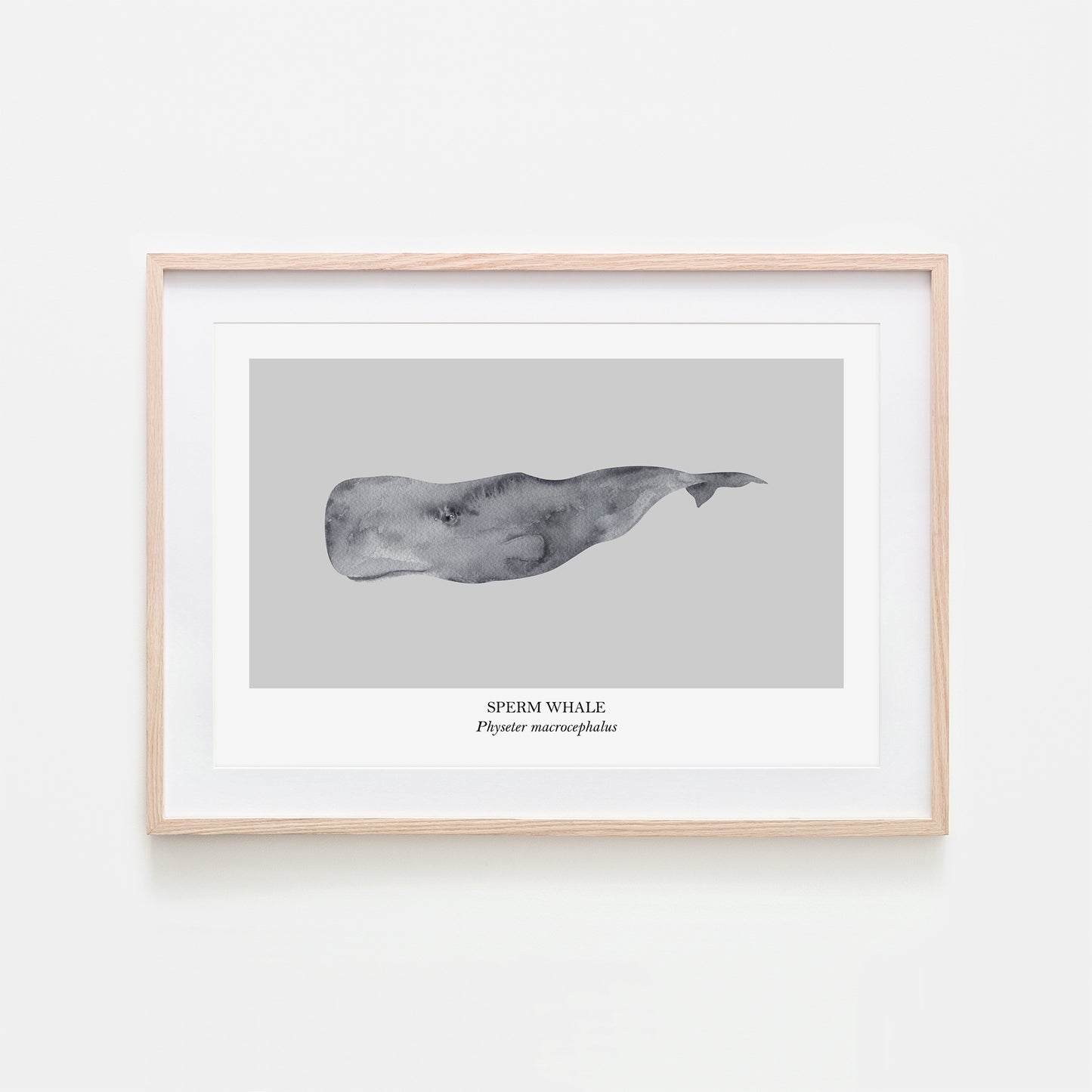 Sperm-Whale-Watercolour-Sea-Creature-Wall-Art-in-Bone-Grey