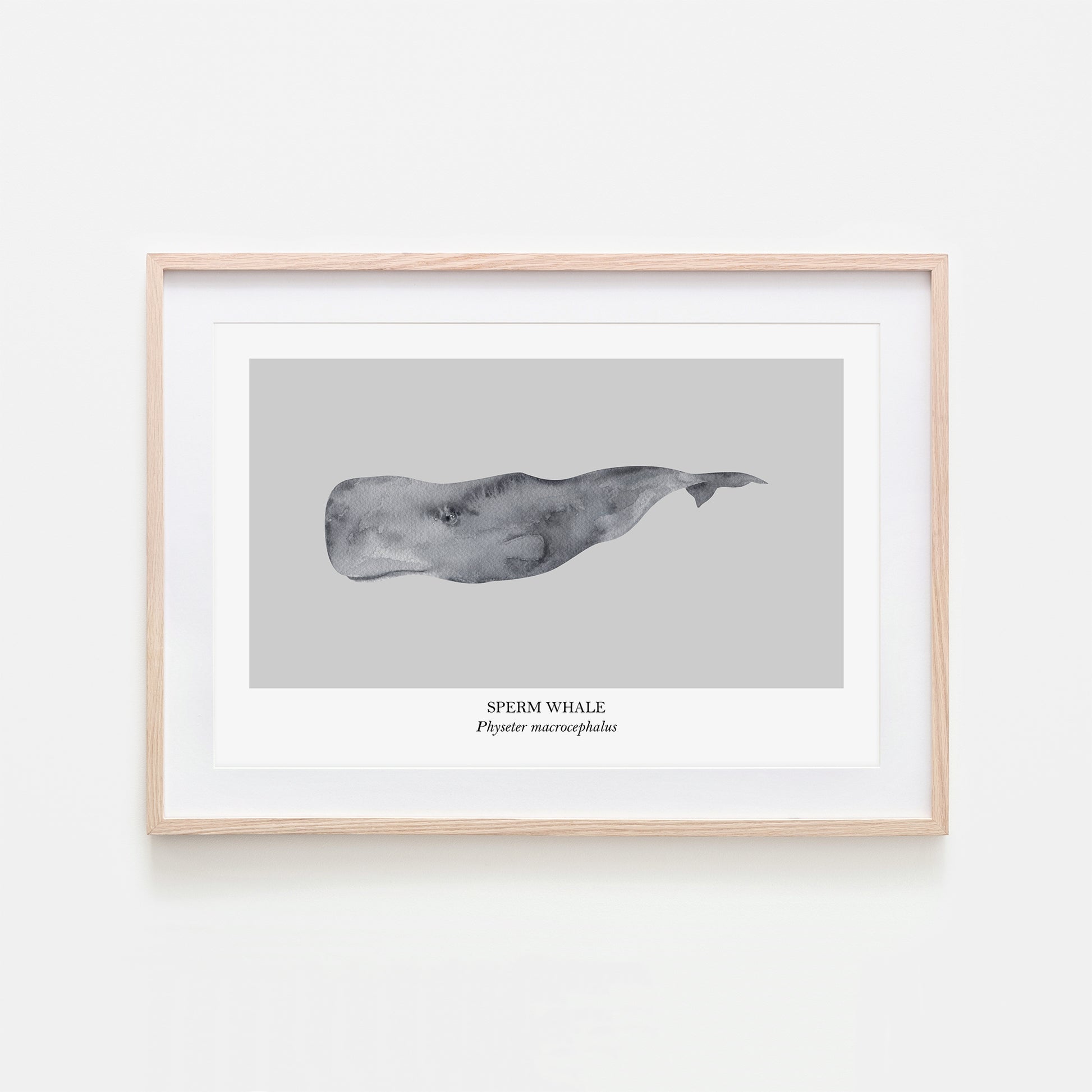 Sperm-Whale-Watercolour-Sea-Creature-Wall-Art-in-Bone-Grey