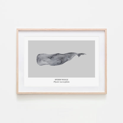Sperm-Whale-Watercolour-Sea-Creature-Wall-Art-in-Bone-Grey