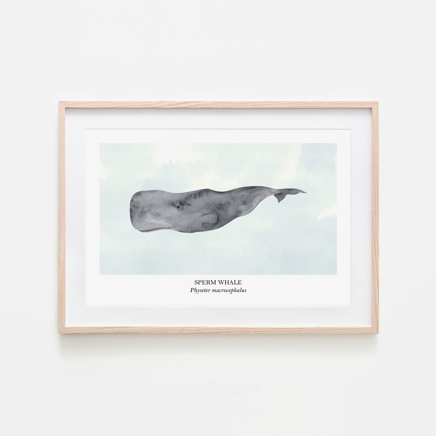 Sperm-Whale-Watercolour-Sea-Creature-Wall-Art-in-Cloudy