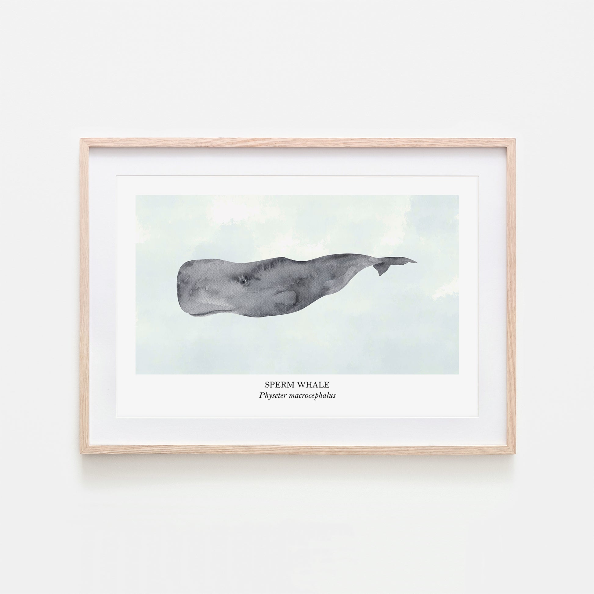 Sperm-Whale-Watercolour-Sea-Creature-Wall-Art-in-Cloudy