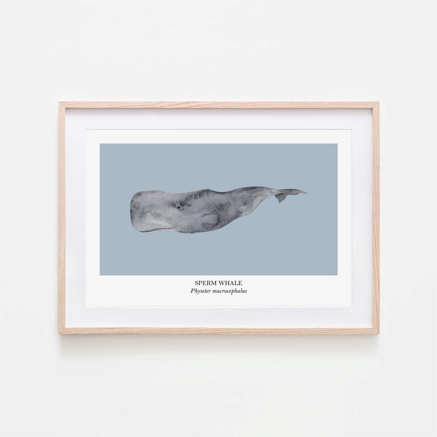 Sperm-Whale-Watercolour-Sea-Creature-Wall-Art-in-Fog-Blue
