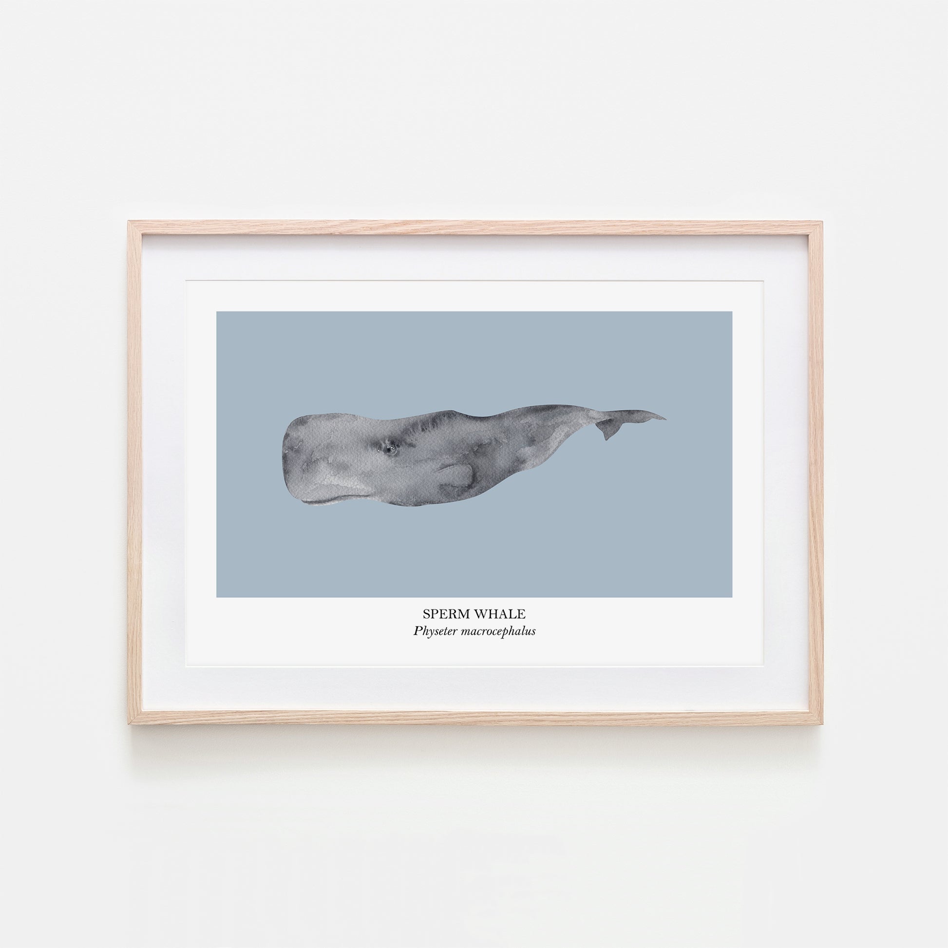 Sperm-Whale-Watercolour-Sea-Creature-Wall-Art-in-Fog-Blue