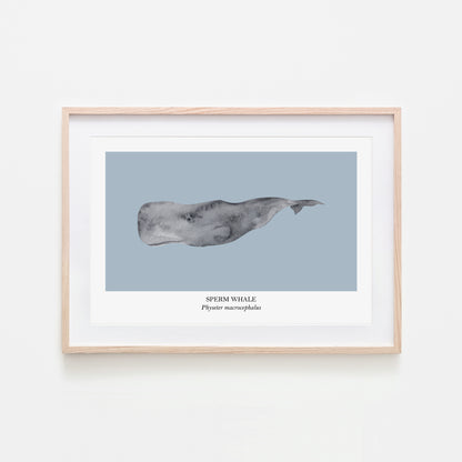 Sperm-Whale-Watercolour-Sea-Creature-Wall-Art-in-Fog-Blue