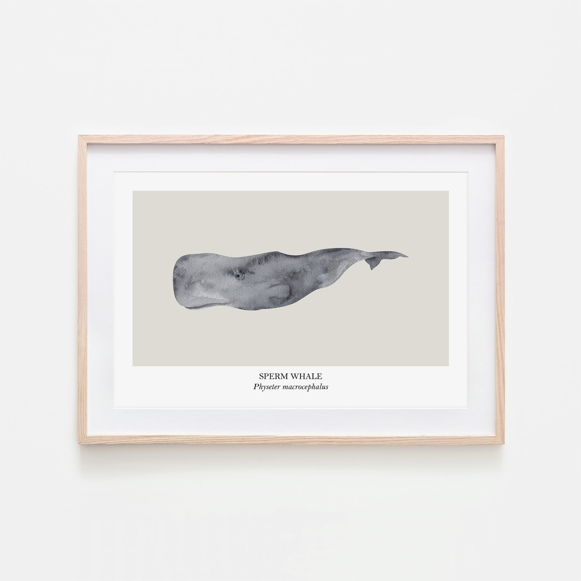 Sperm-Whale-Watercolour-Sea-Creature-Wall-Art-in-Linen