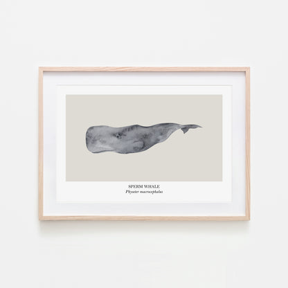 Sperm-Whale-Watercolour-Sea-Creature-Wall-Art-in-Linen