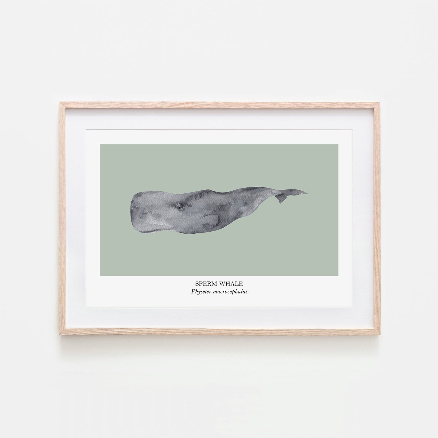 Sperm-Whale-Watercolour-Sea-Creature-Wall-Art-in-Mist-Green