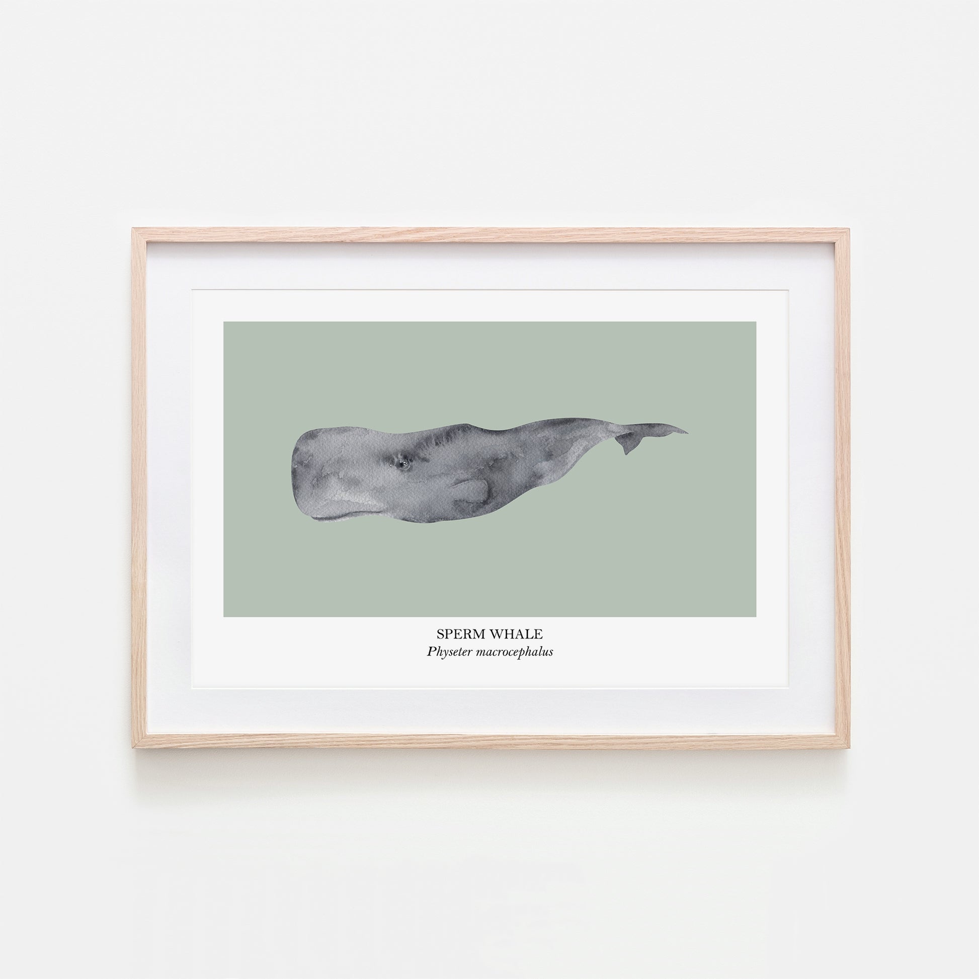 Sperm-Whale-Watercolour-Sea-Creature-Wall-Art-in-Mist-Green