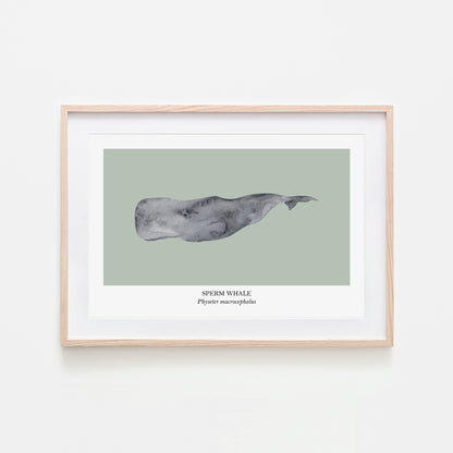Sperm-Whale-Watercolour-Sea-Creature-Wall-Art-in-Mist-Green