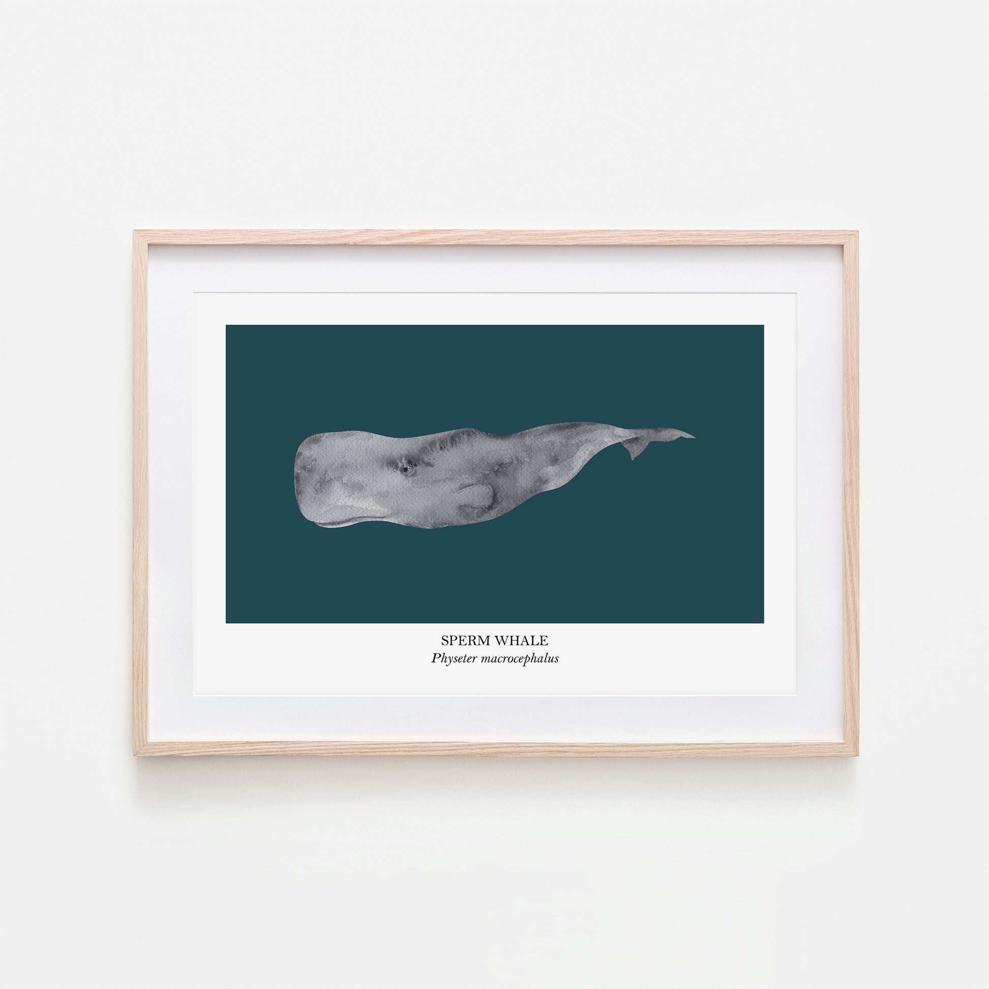Sperm-Whale-Watercolour-Sea-Creature-Wall-Art-in-Navy-Blue