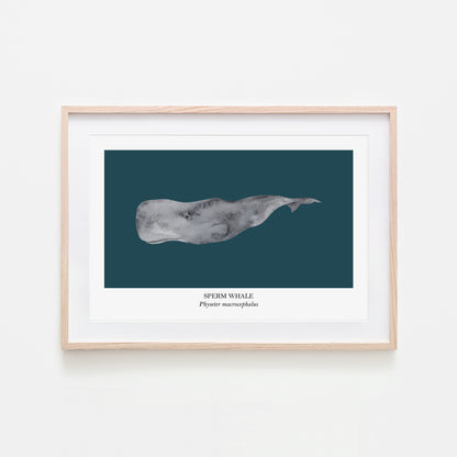 Sperm-Whale-Watercolour-Sea-Creature-Wall-Art-in-Navy-Blue