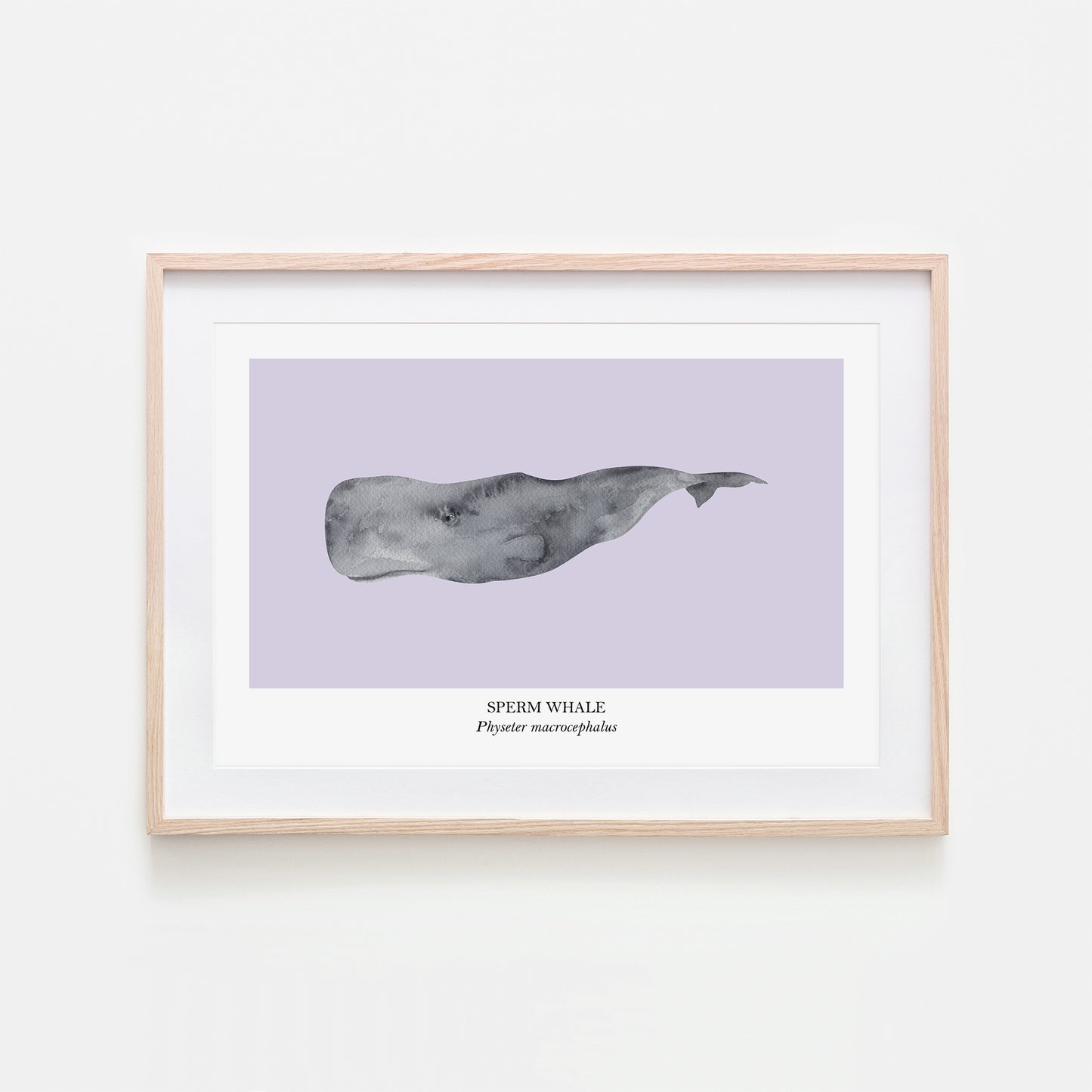 Sperm-Whale-Watercolour-Sea-Creature-Wall-Art-in-Peri-Purple