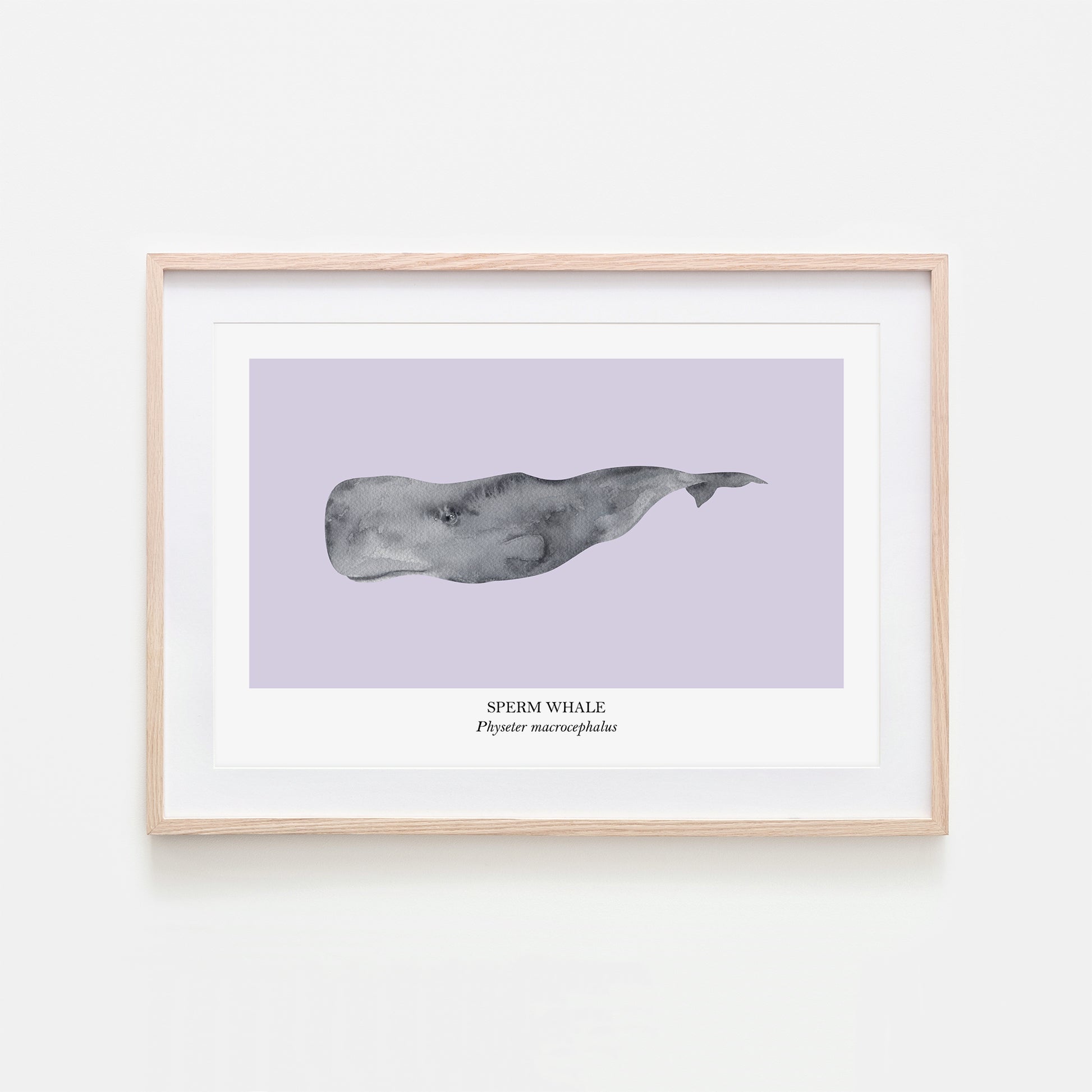 Sperm-Whale-Watercolour-Sea-Creature-Wall-Art-in-Peri-Purple
