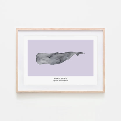 Sperm-Whale-Watercolour-Sea-Creature-Wall-Art-in-Peri-Purple