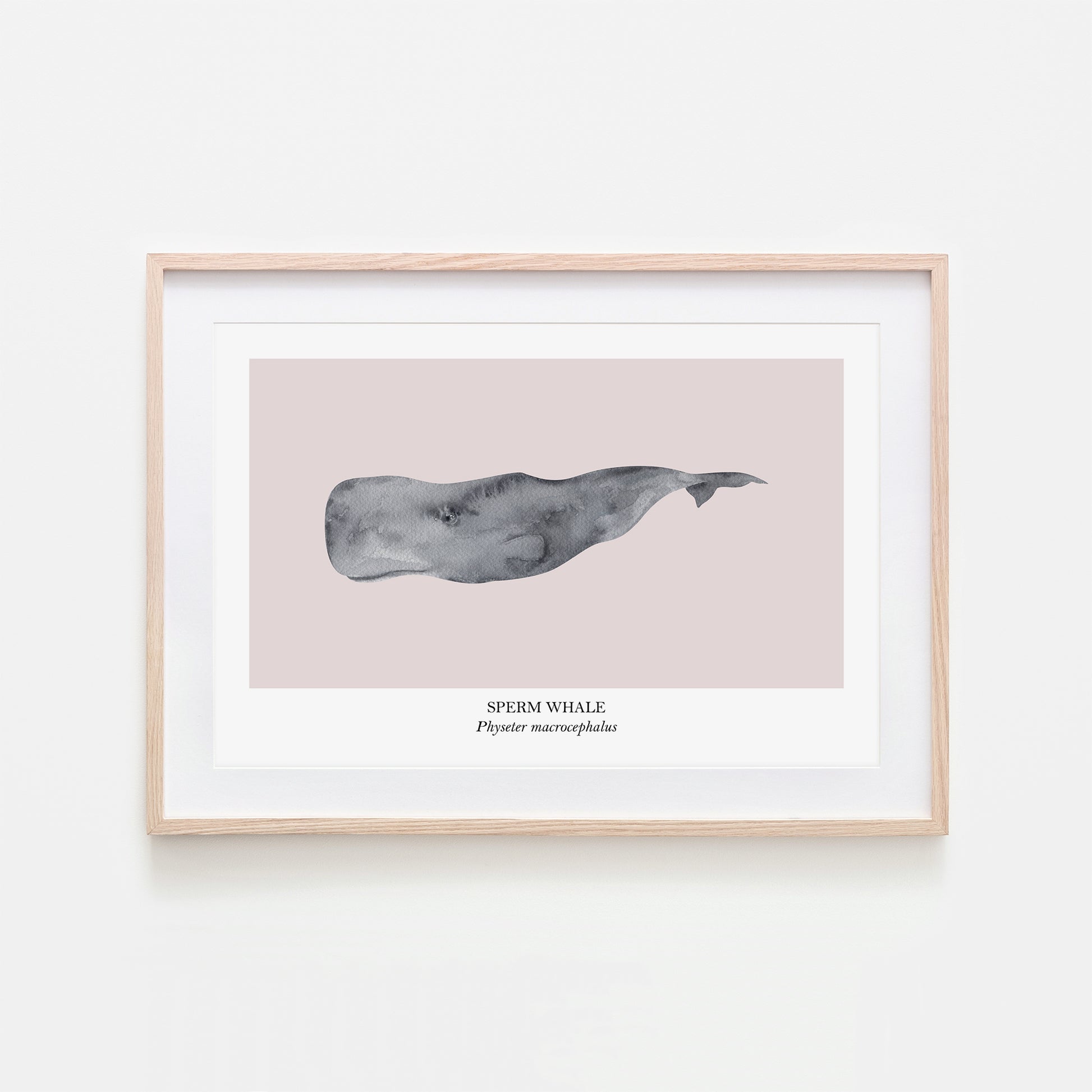Sperm-Whale-Watercolour-Sea-Creature-Wall-Art-in-Pointe-Pink