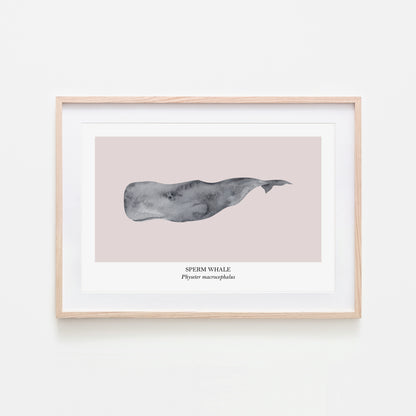 Sperm-Whale-Watercolour-Sea-Creature-Wall-Art-in-Pointe-Pink