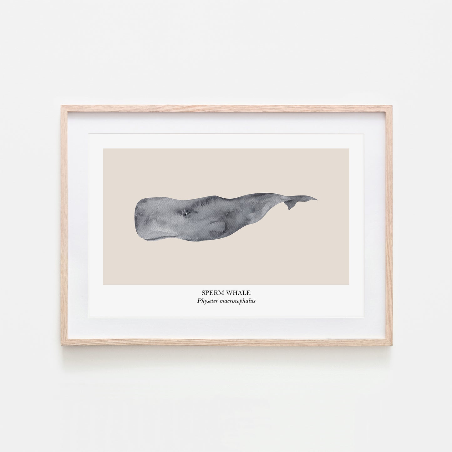 Sperm-Whale-Watercolour-Sea-Creature-Wall-Art-in-Sand
