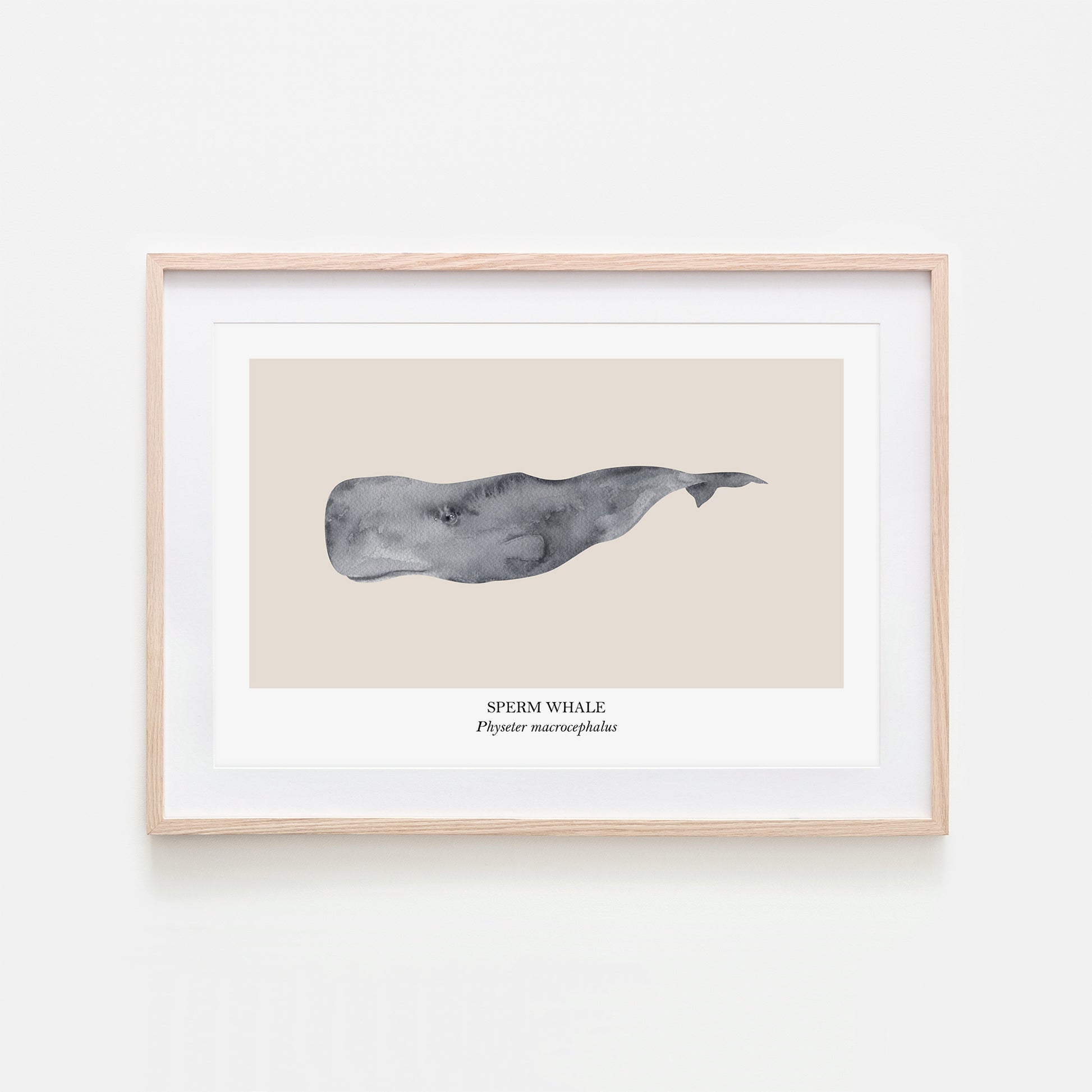 Sperm-Whale-Watercolour-Sea-Creature-Wall-Art-in-Sand