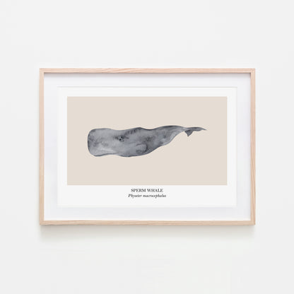 Sperm-Whale-Watercolour-Sea-Creature-Wall-Art-in-Sand