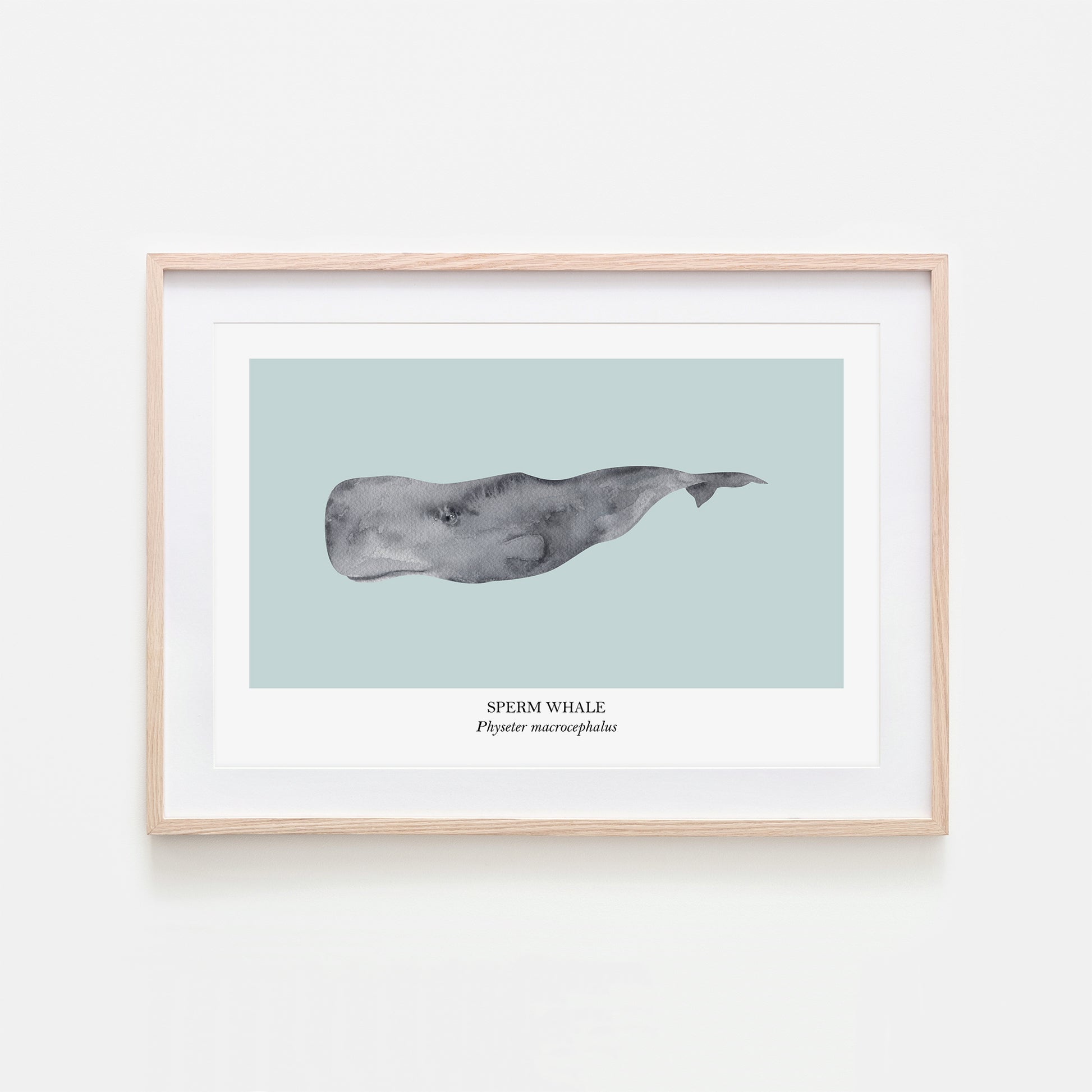 Sperm-Whale-Watercolour-Sea-Creature-Wall-Art-in-Shell-Blue