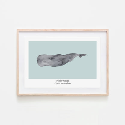 Sperm-Whale-Watercolour-Sea-Creature-Wall-Art-in-Shell-Blue