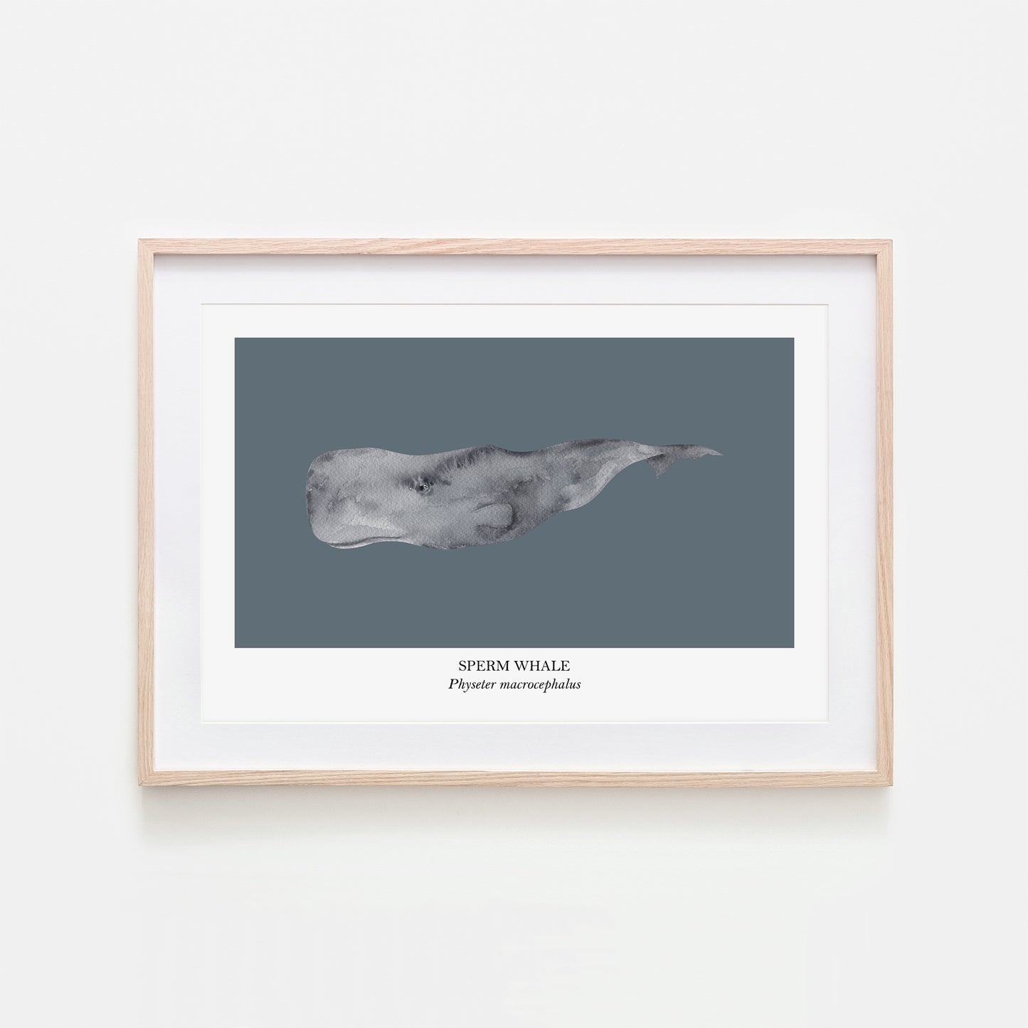 Sperm-Whale-Watercolour-Sea-Creature-Wall-Art-in-Sky-Blue