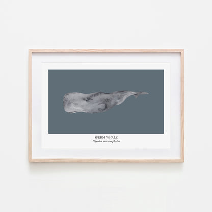 Sperm-Whale-Watercolour-Sea-Creature-Wall-Art-in-Sky-Blue