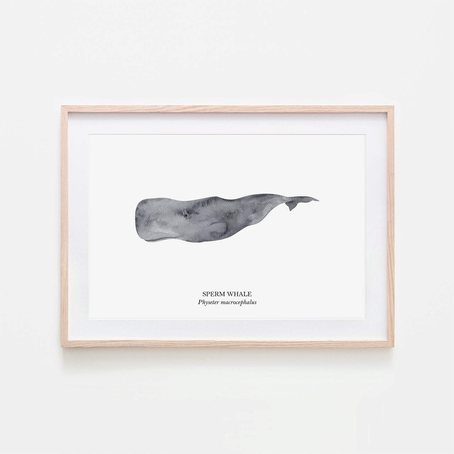 Sperm-Whale-Watercolour-Sea-Creature-Wall-Art-in-White