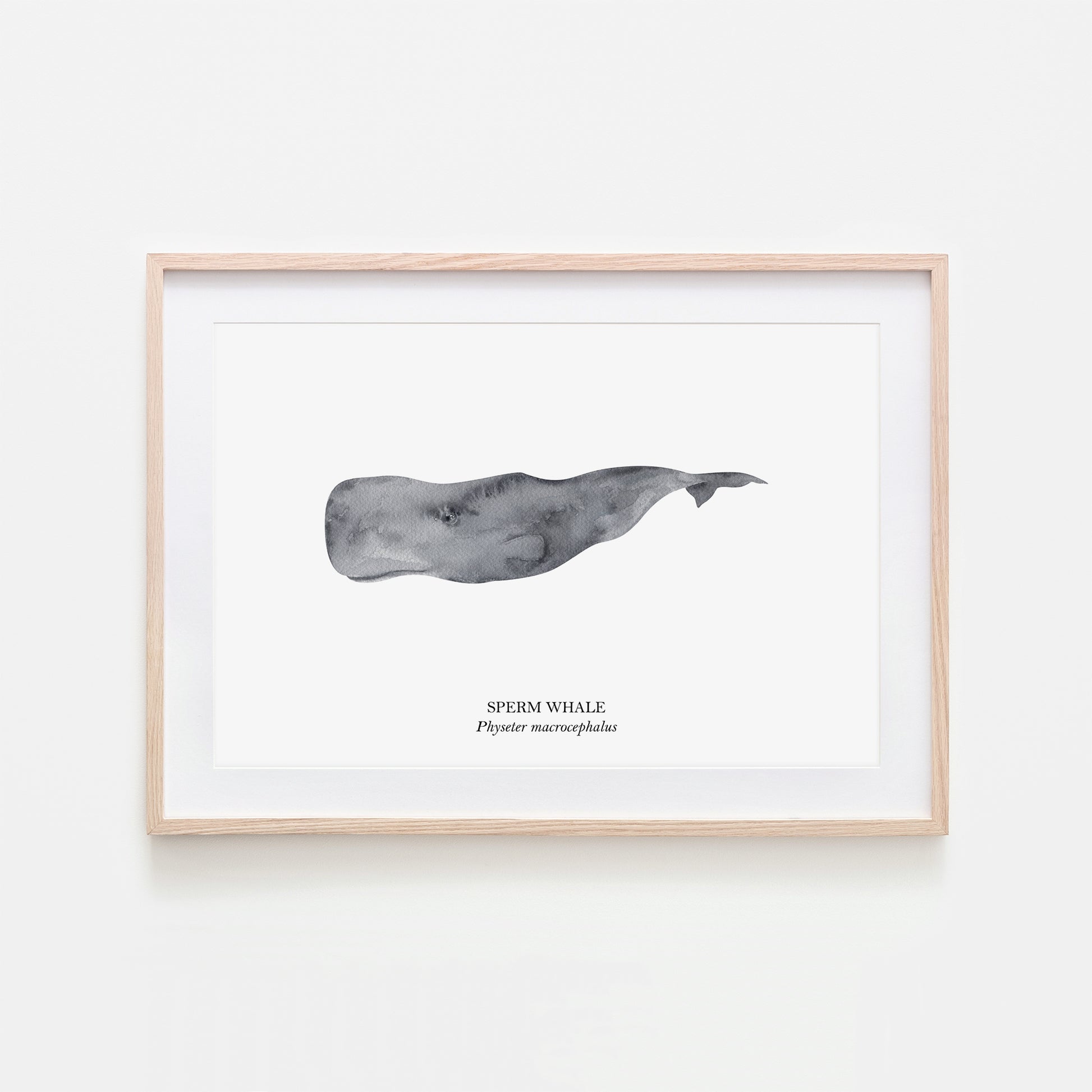Sperm-Whale-Watercolour-Sea-Creature-Wall-Art-in-White