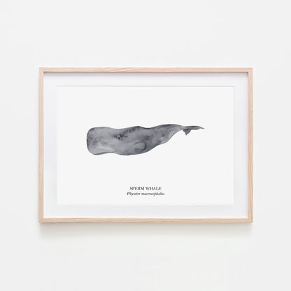 Sperm-Whale-Watercolour-Sea-Creature-Wall-Art-in-White