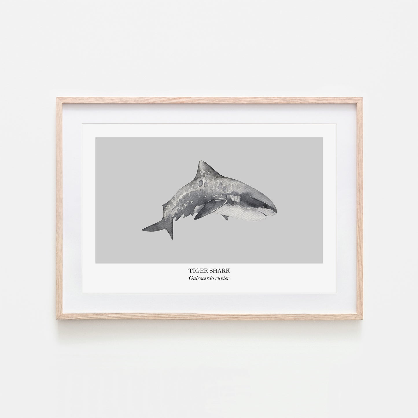 Tiger-Shark-Watercolour-Sea-Creature-Wall-Art-in-Bone-Grey