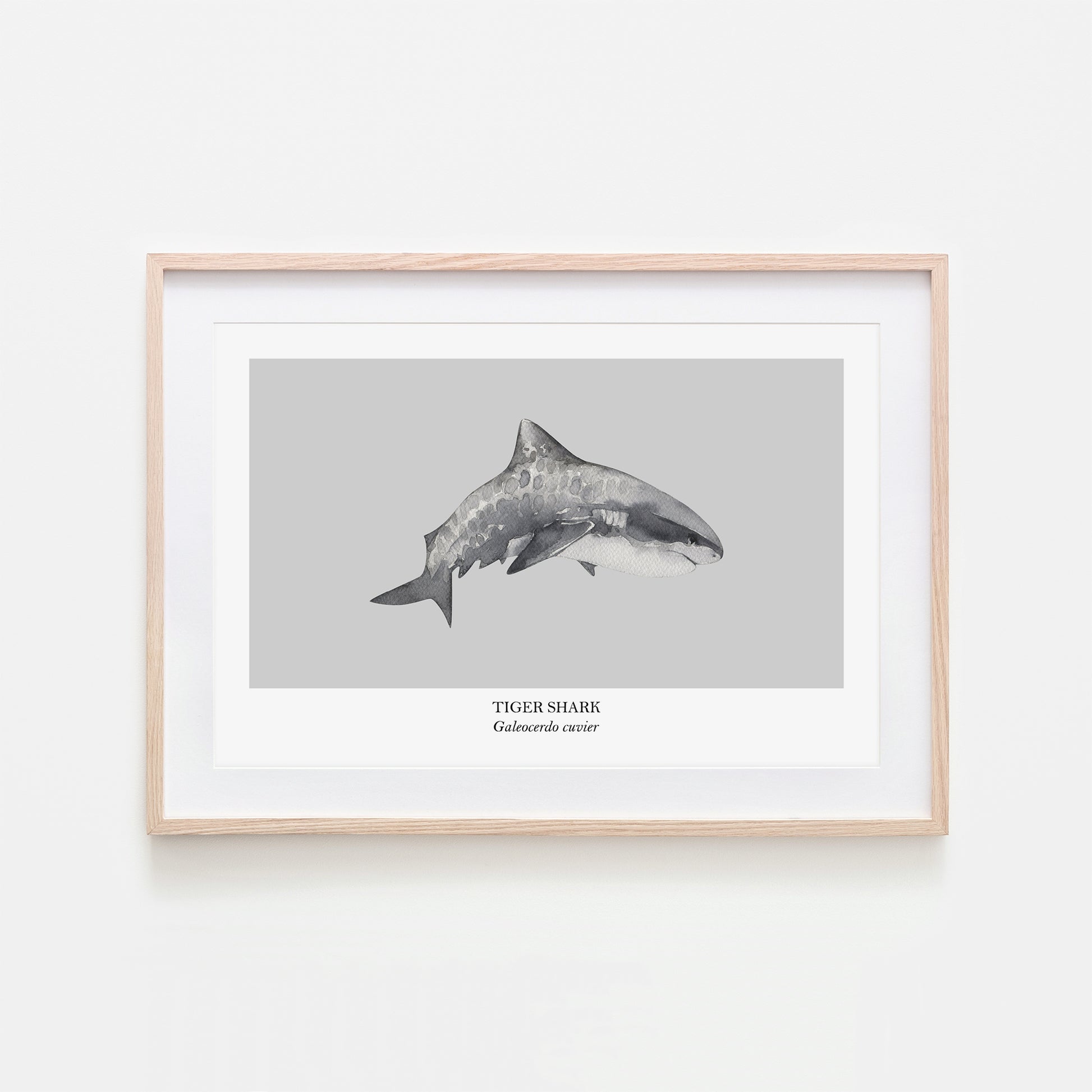 Tiger-Shark-Watercolour-Sea-Creature-Wall-Art-in-Bone-Grey