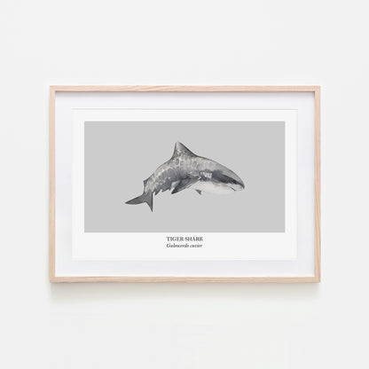 Tiger-Shark-Watercolour-Sea-Creature-Wall-Art-in-Bone-Grey
