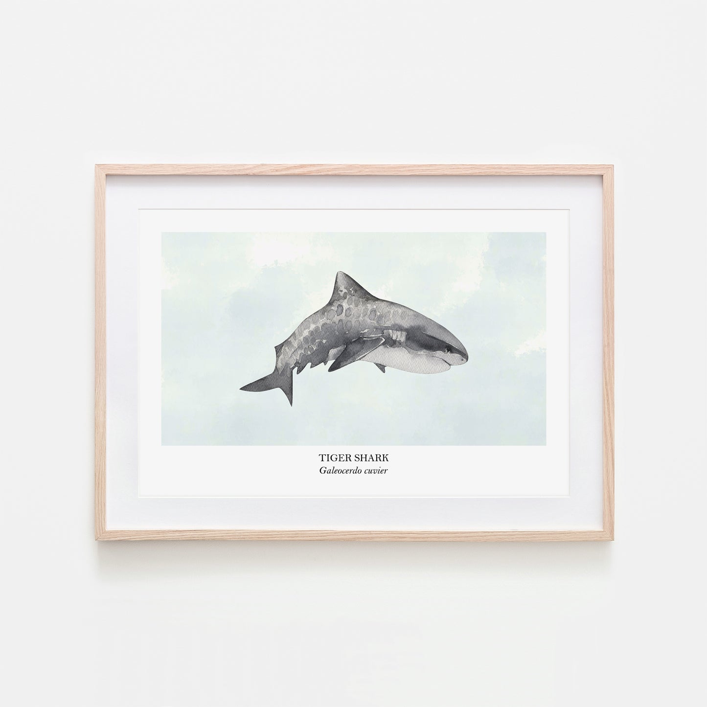Tiger-Shark-Watercolour-Sea-Creature-Wall-Art-in-Cloudy