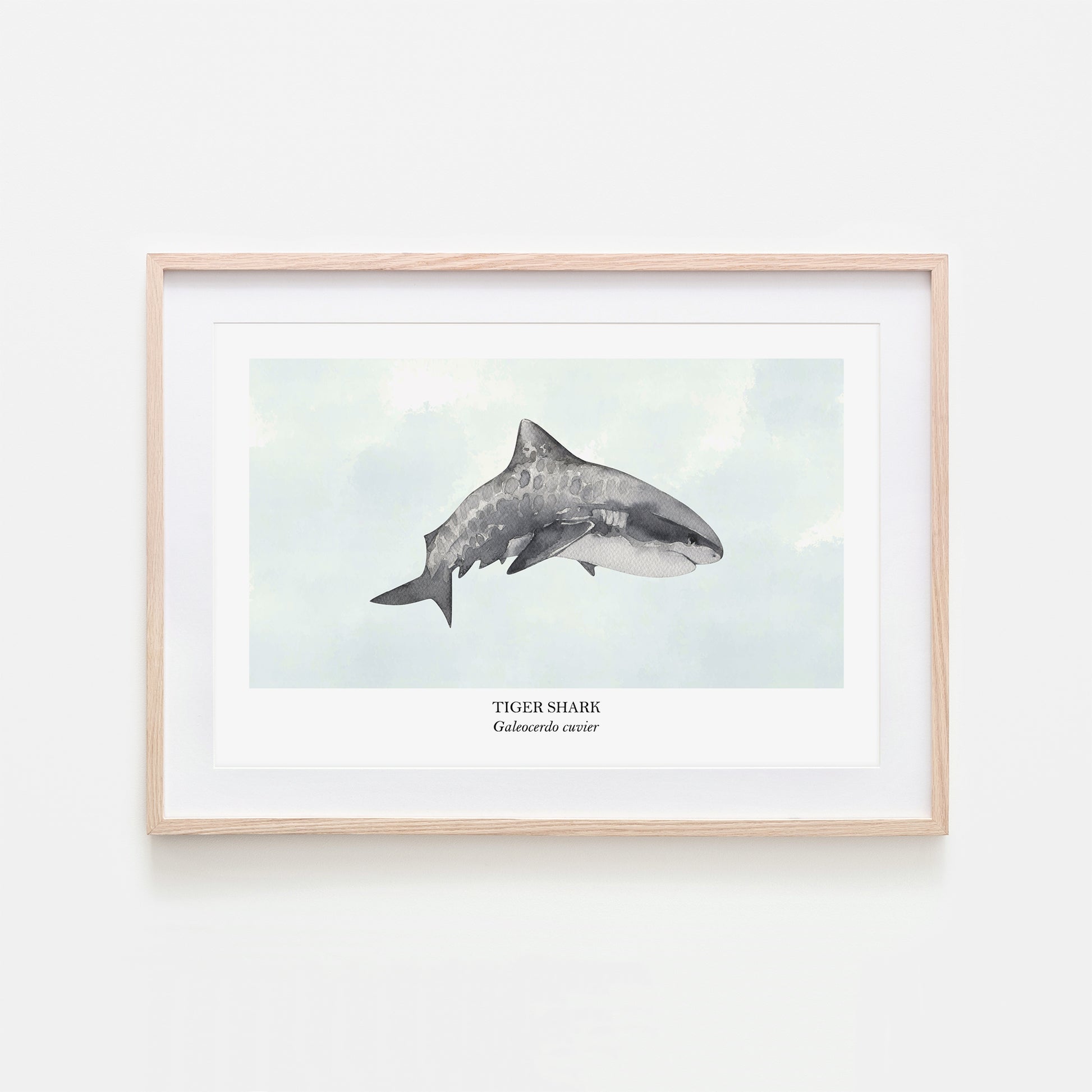 Tiger-Shark-Watercolour-Sea-Creature-Wall-Art-in-Cloudy