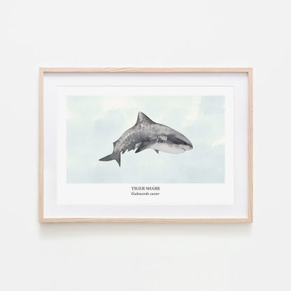 Tiger-Shark-Watercolour-Sea-Creature-Wall-Art-in-Cloudy
