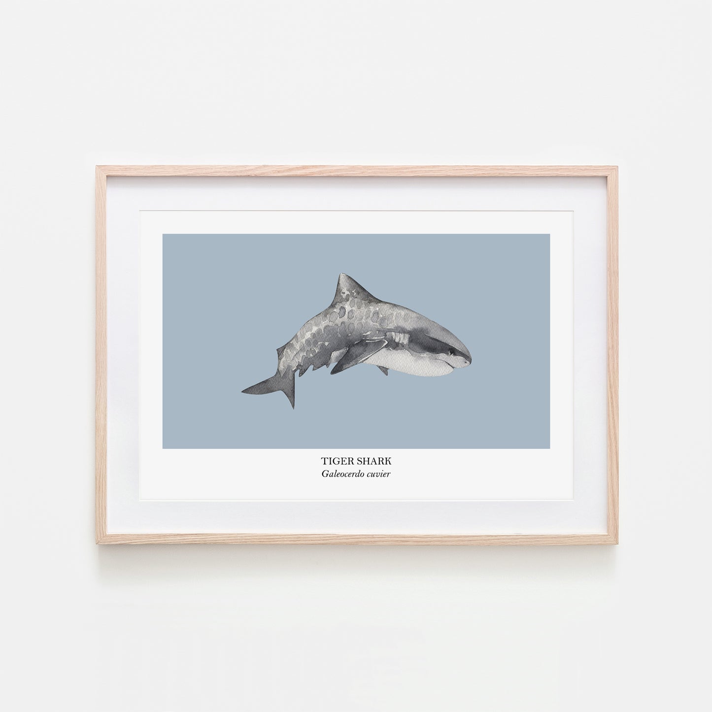 Tiger-Shark-Watercolour-Sea-Creature-Wall-Art-in-Fog-Blue