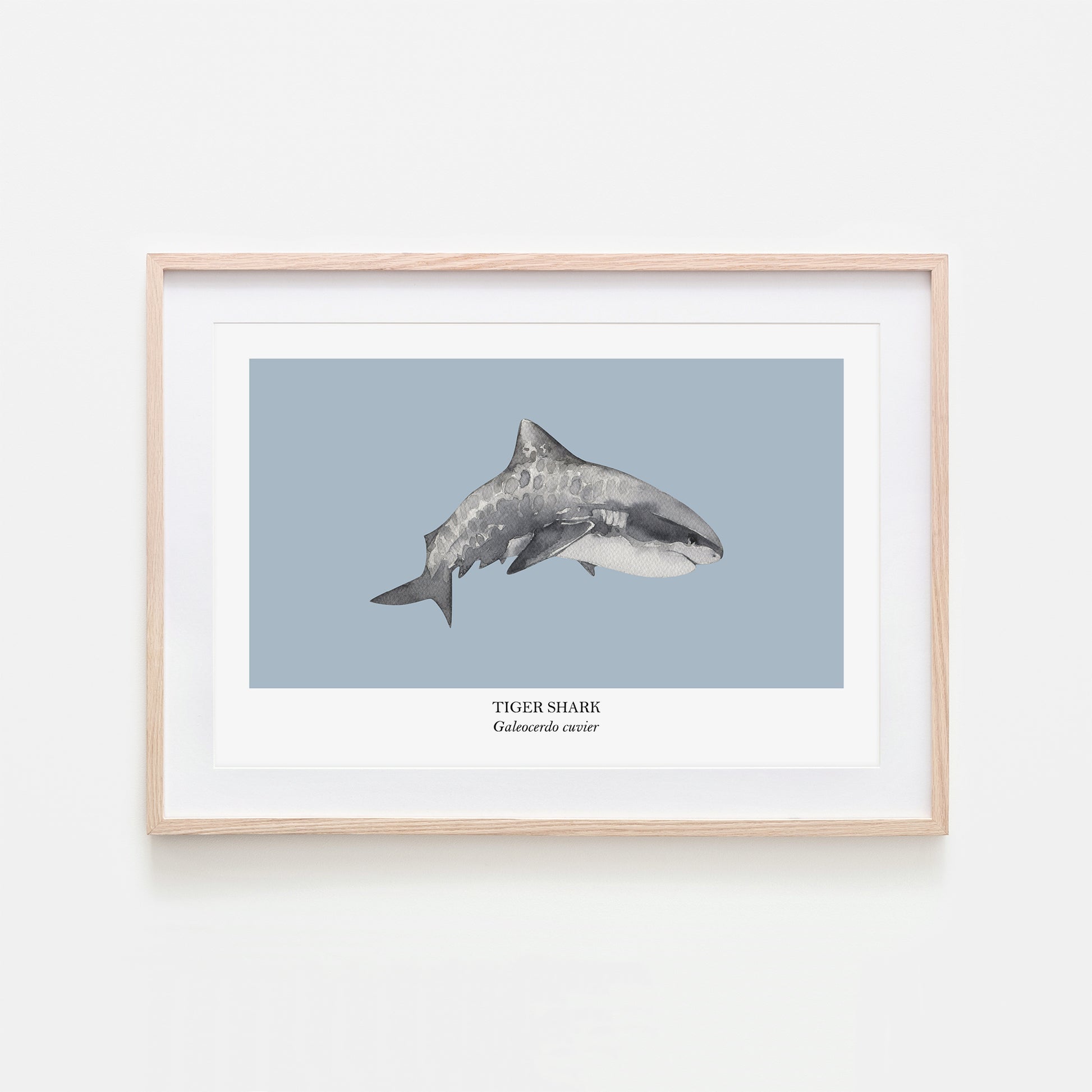 Tiger-Shark-Watercolour-Sea-Creature-Wall-Art-in-Fog-Blue