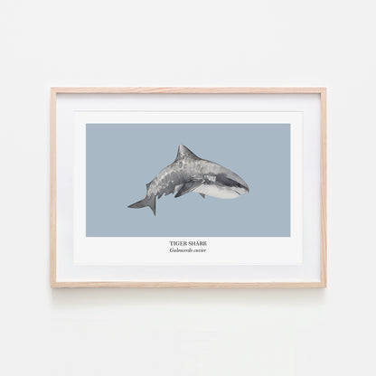 Tiger-Shark-Watercolour-Sea-Creature-Wall-Art-in-Fog-Blue