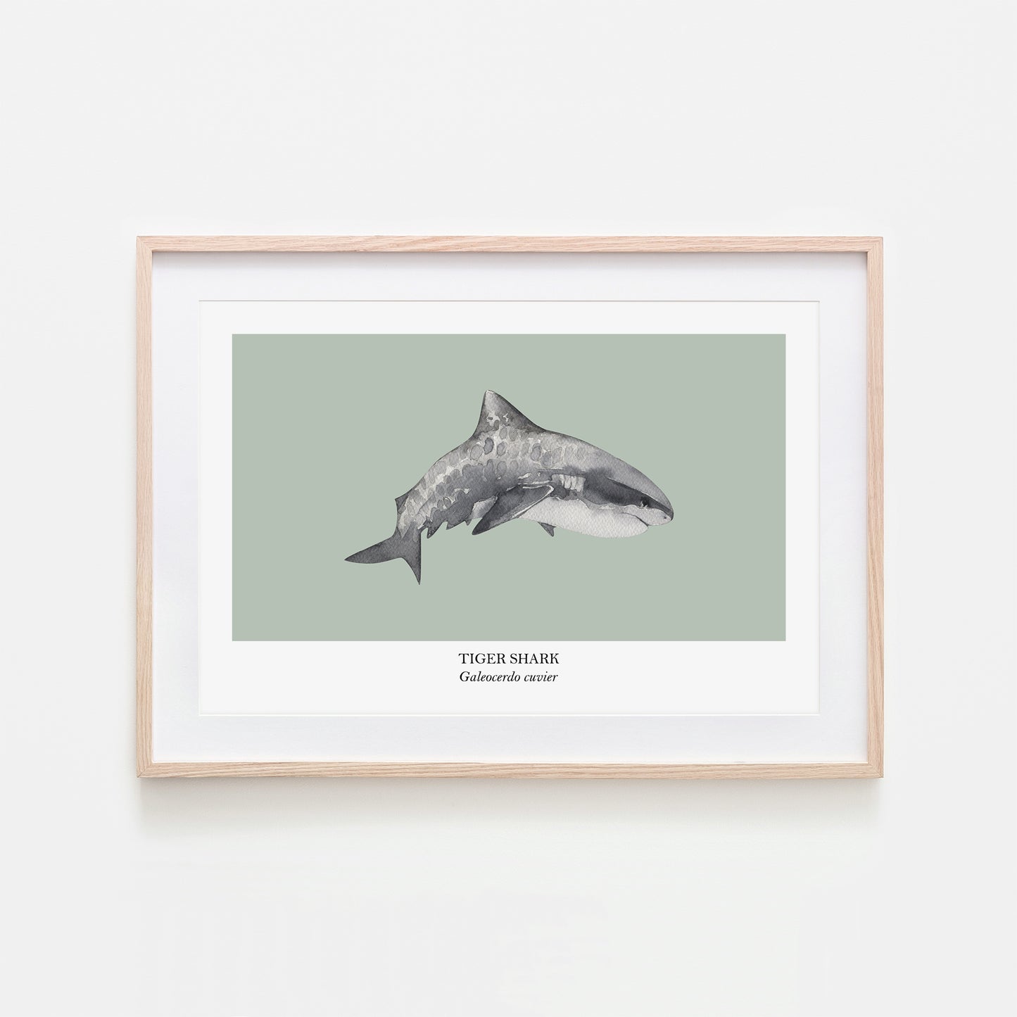 Tiger-Shark-Watercolour-Sea-Creature-Wall-Art-in-Mist-Green