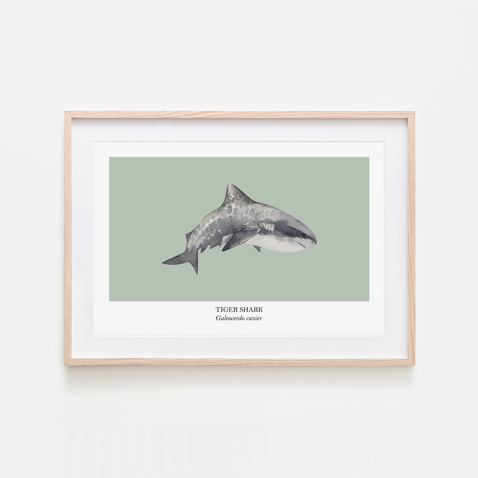 Tiger-Shark-Watercolour-Sea-Creature-Wall-Art-in-Mist-Green
