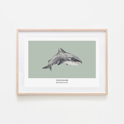 Tiger-Shark-Watercolour-Sea-Creature-Wall-Art-in-Mist-Green