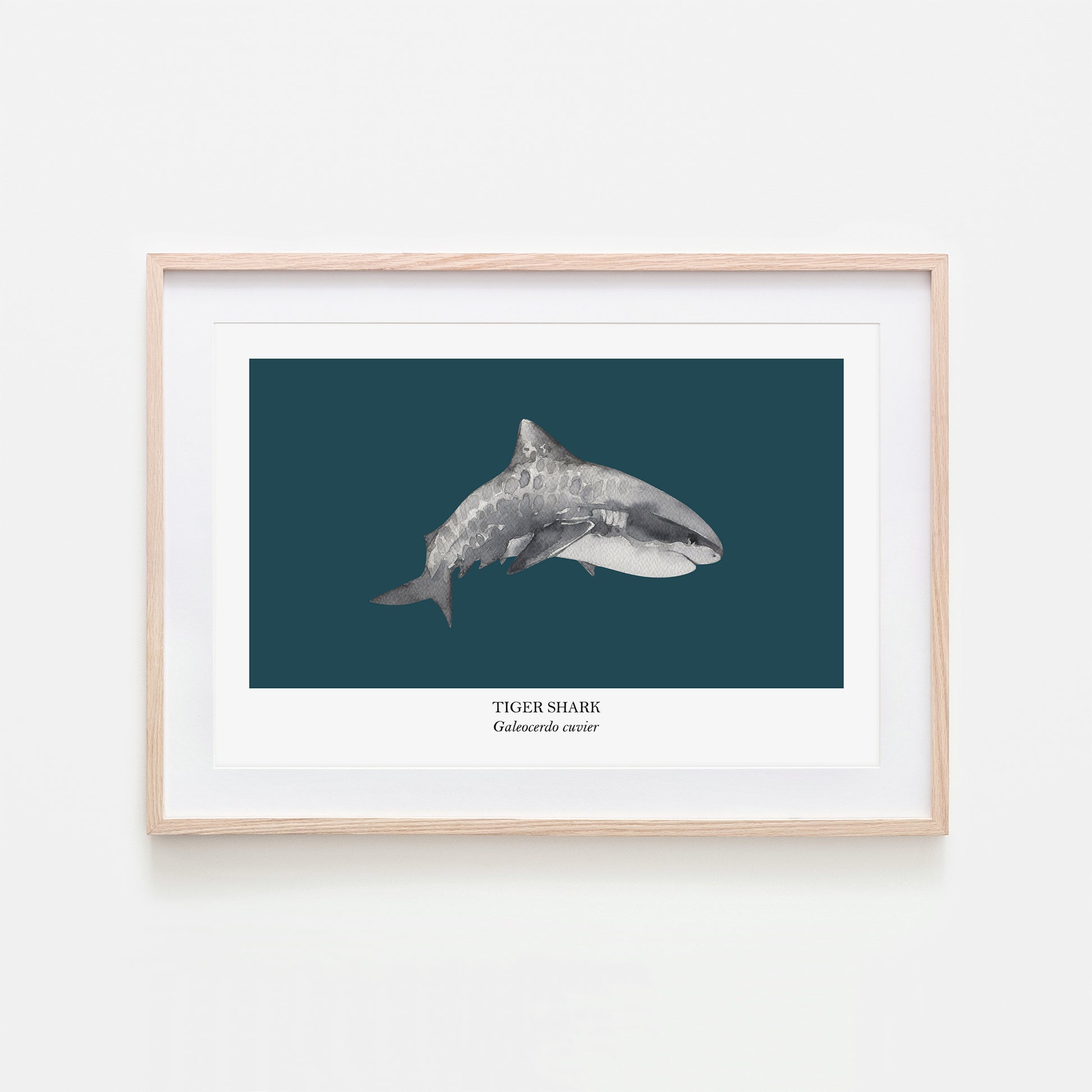 Tiger-Shark-Watercolour-Sea-Creature-Wall-Art-in-Navy-Blue
