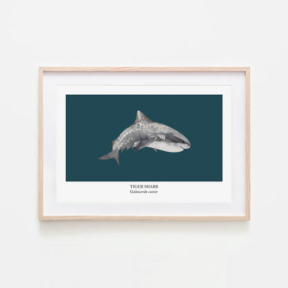 Tiger-Shark-Watercolour-Sea-Creature-Wall-Art-in-Navy-Blue